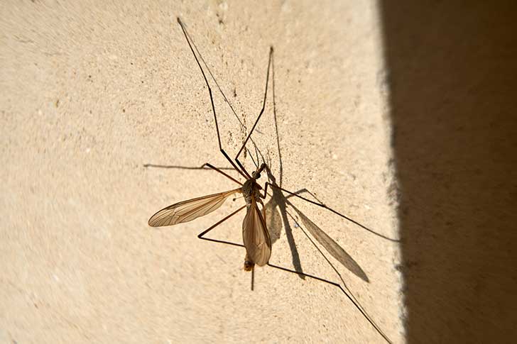 A long legged fly with delicate wings