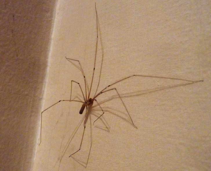 A small bodied spider with very long jointed legs