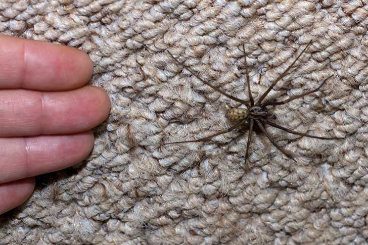 A large spider, with fingers nearby for scale, with a brown striped body and slim legs