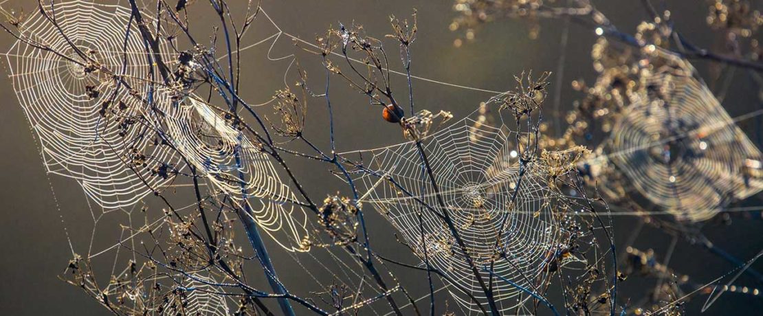 Spider webs with moisture hanging from them in branches