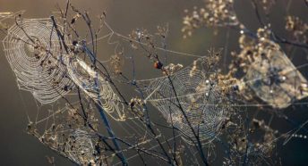 Spider webs with moisture hanging from them in branches