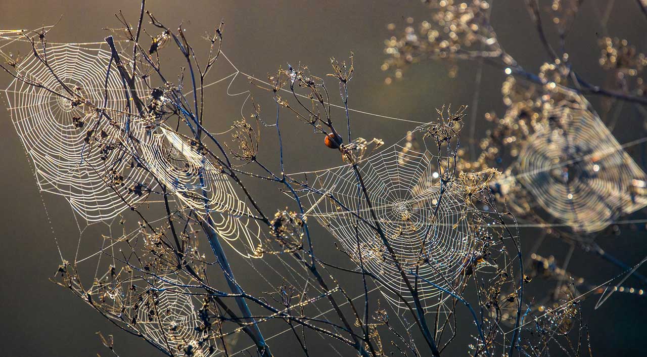 Spider webs with moisture hanging from them in branches