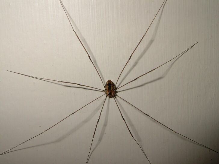 Harvestman Spider against a white wall