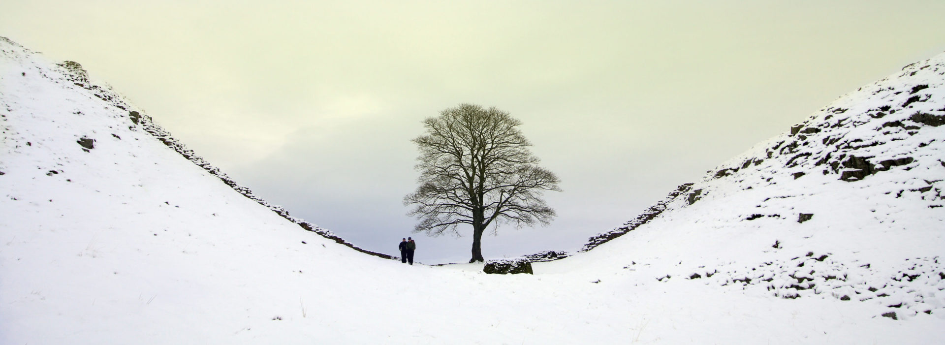 CPRE charity Christmas card design