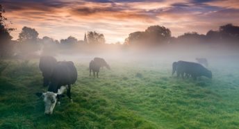 Cows grazing a meadow in mist with church spire in background