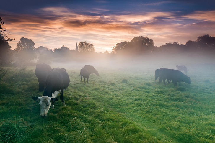 Cows grazing a meadow in mist with church spire in background