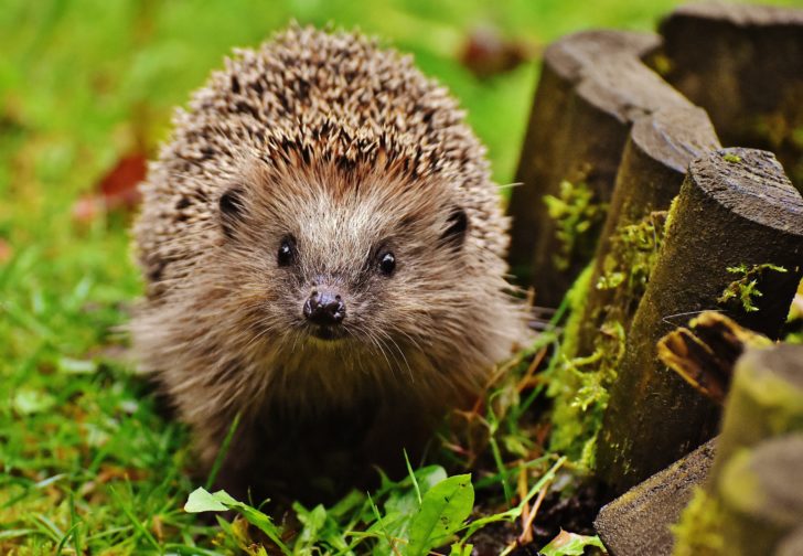 A close-up of a hedgehog in a garden