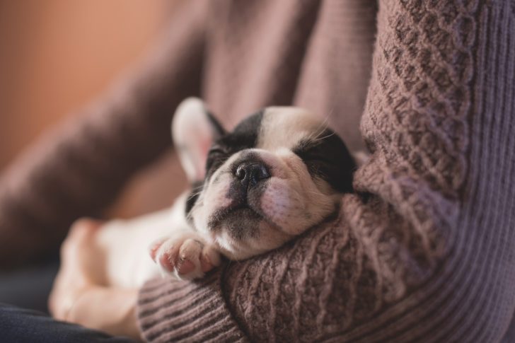 A puppy fast asleep in its owners arms