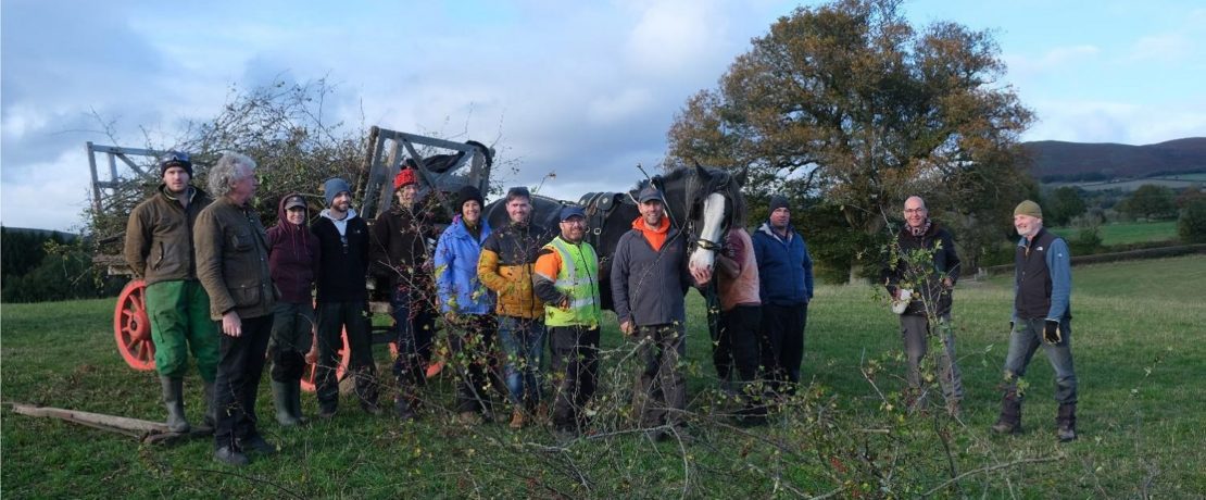 Hedgelaying volunteers and a shire horse in a field with hedges and a tree