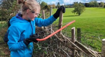 A girl in a blue top sawing wooden stakes holding a hedgerow together