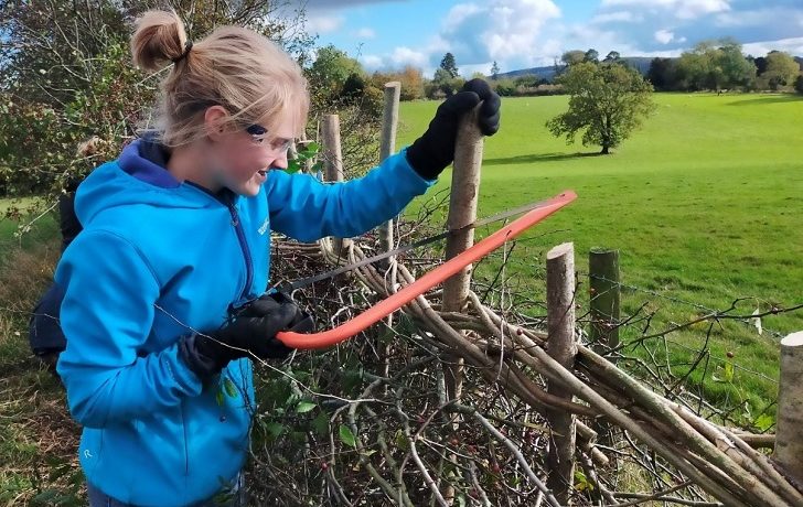 A girl in a blue top sawing wooden stakes holding a hedgerow together