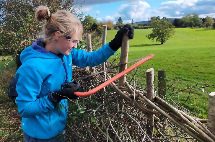 A girl in a blue top sawing wooden stakes holding a hedgerow together