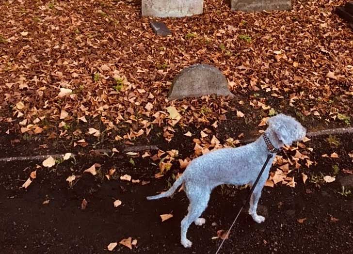 A light grey dog beside some warm autumn leaves