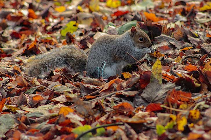 A squirrel on the ground with leaves around