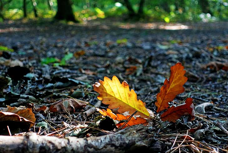 A bright orange leaf fallen onto brown leafy earth