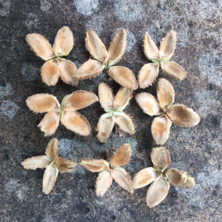 Beech nut cases arranged in a pattern