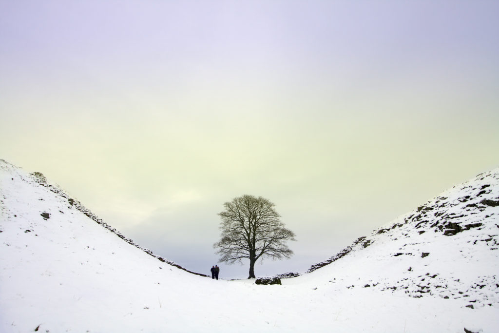 A snowy scene featuring a tree surrounded by snow-covered hills