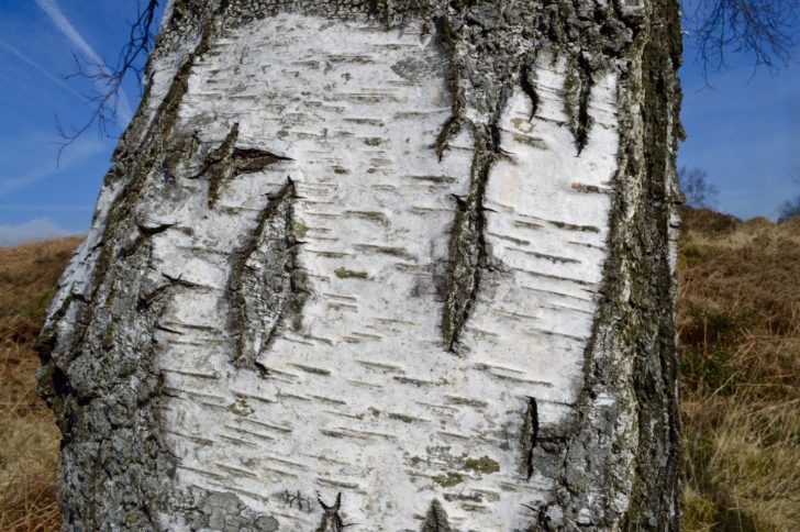The bark of a mature silver birch