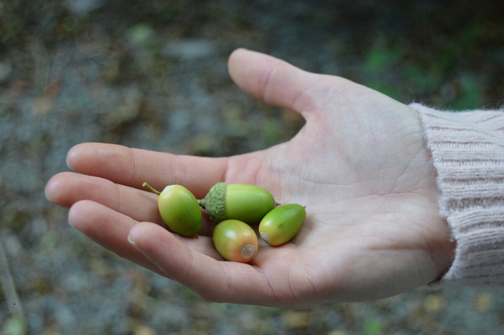 Hand outstretched with green acorns