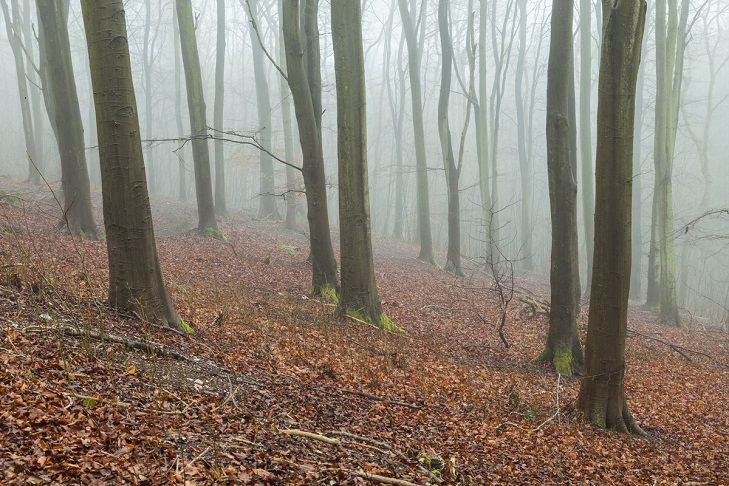 Smooth grey trunks of trees in misty forest with beech leaves on forest floor