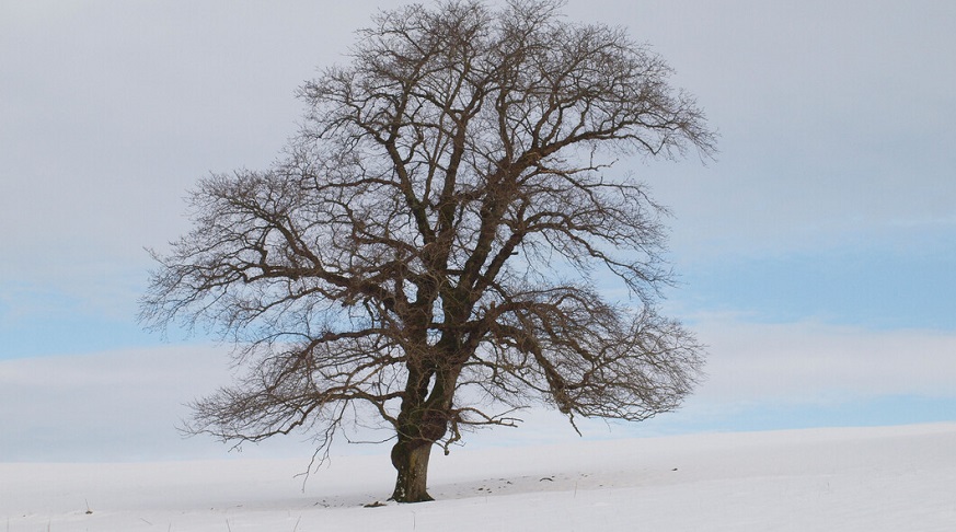 Single elm silhouetted against snowy field