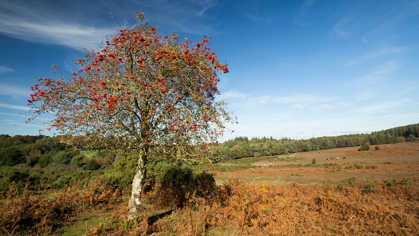 Single tree with red berries on sunny day in open part of New Forest