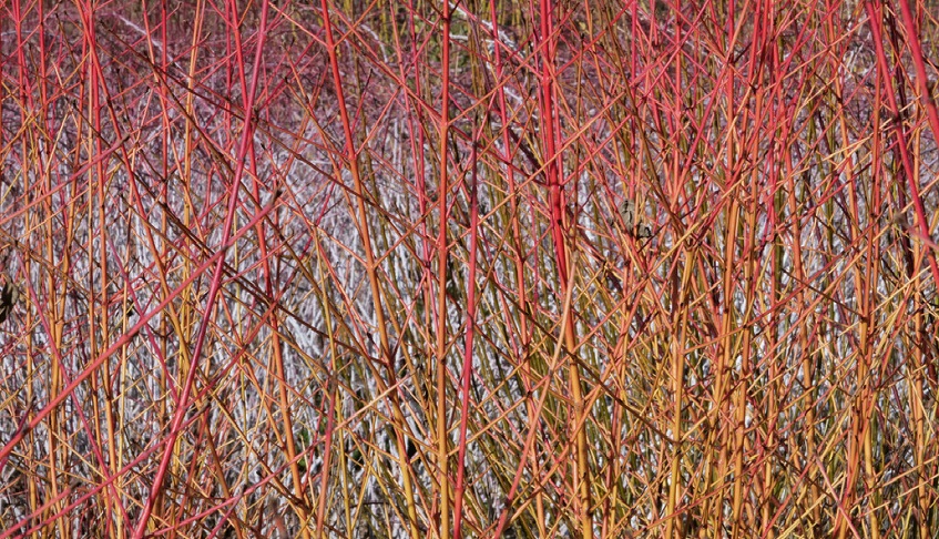 Bright red and green dogwood stems