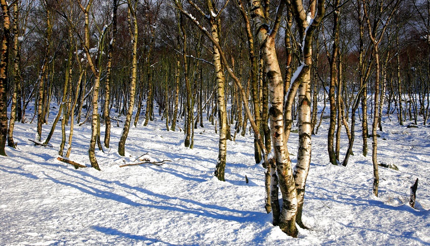 Silver birch tree trunks on a sunny snowy day