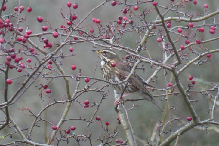 A redwing bird on a hawthorn branch