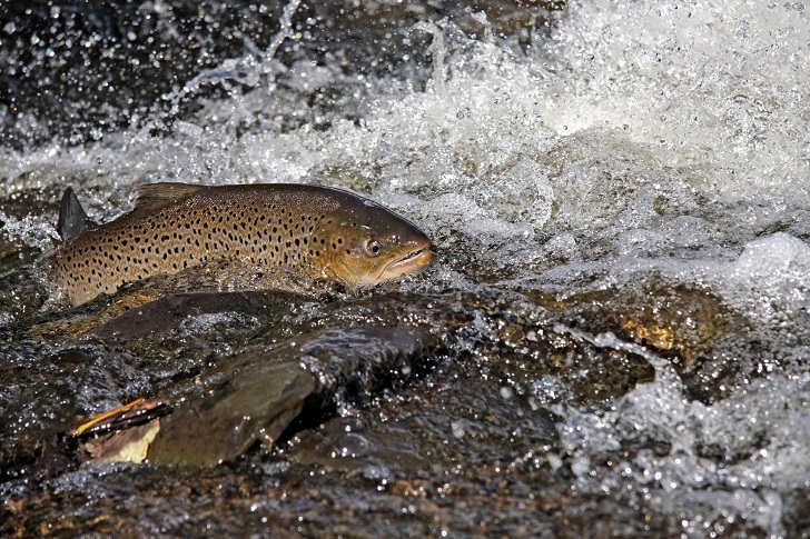 A speckled grey fish struggling in turbulent river water
