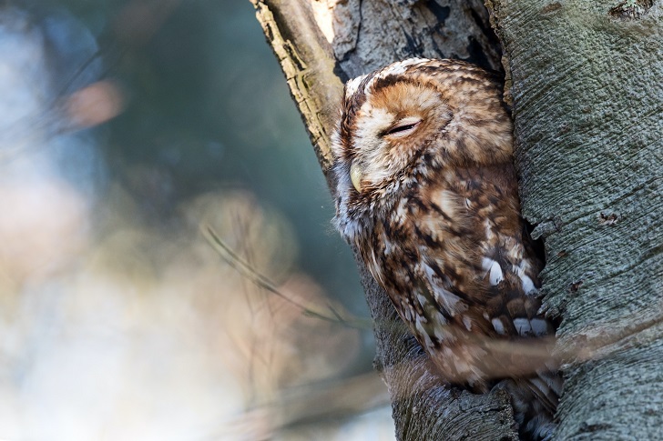 A tawny owl snoozing in a tree