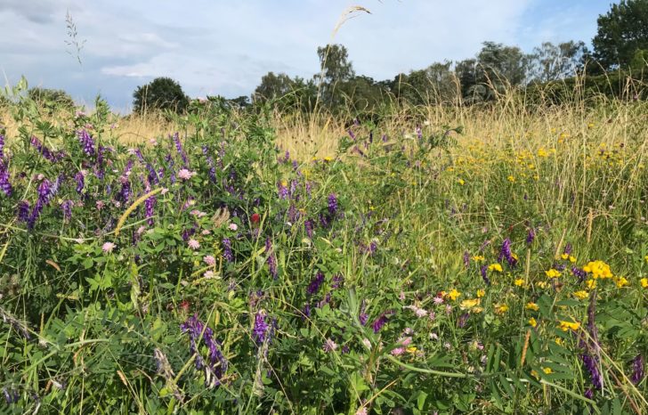 Wildflowers growing in a eclectic mix of plants in a field