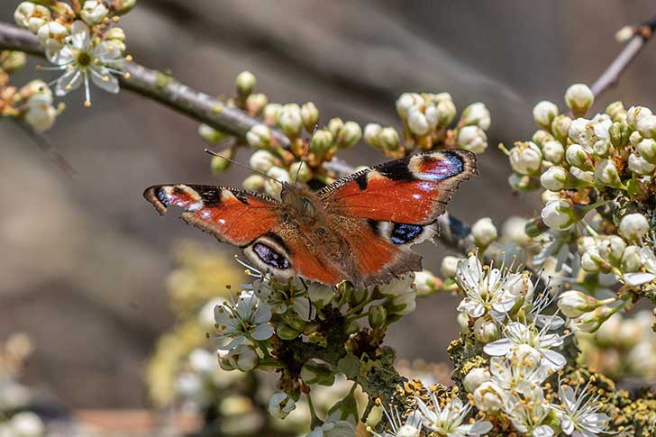 A red patterned butterfly on a blossom covered branch
