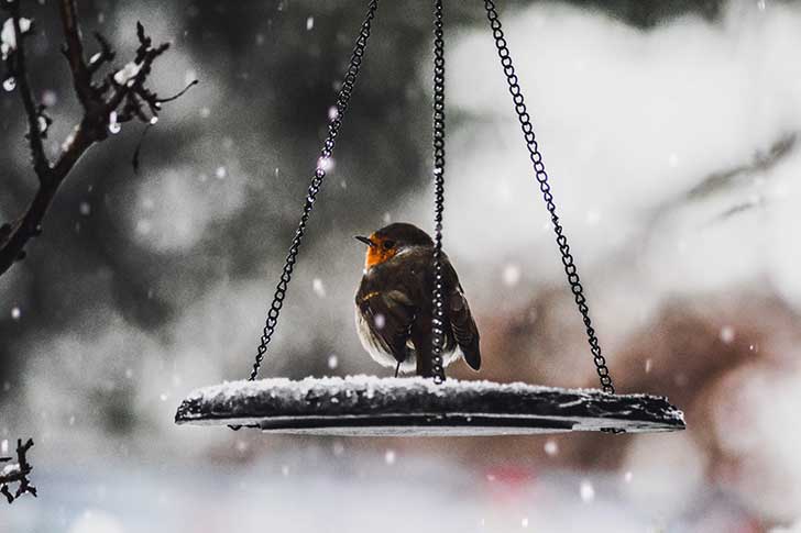 A robin on a snowy bird feeder