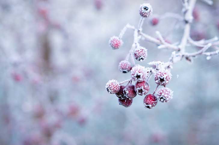 Red berries covered with white frost