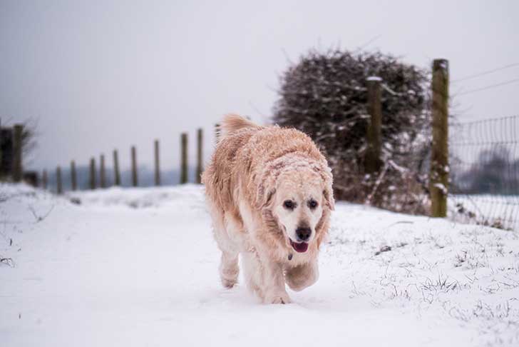 A golden dog plods along a snow-covered path
