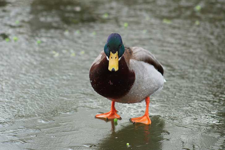 A duck standing on a frozen pond
