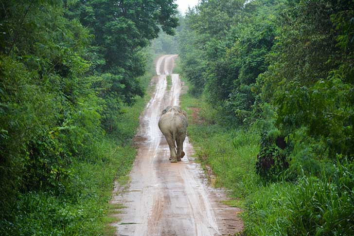An elephant walks away down a jungle path