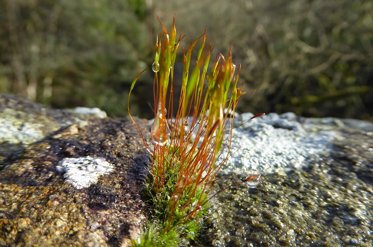 Close up image of moss growing on a rock