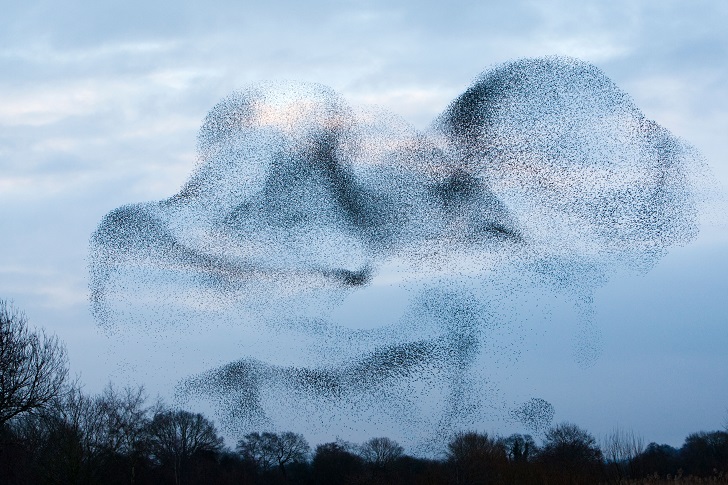 A murmuration of starlings creating shapes in a winter sky
