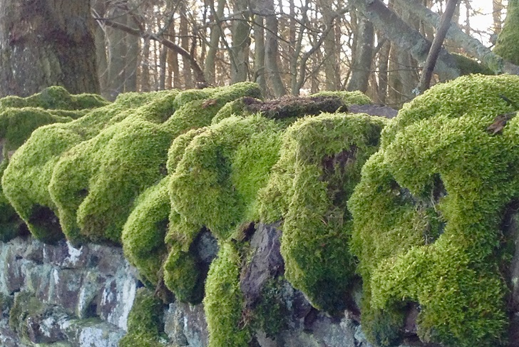 Moss on a dry stone wall around woodland