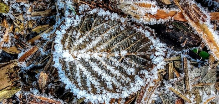 Frozen leaf