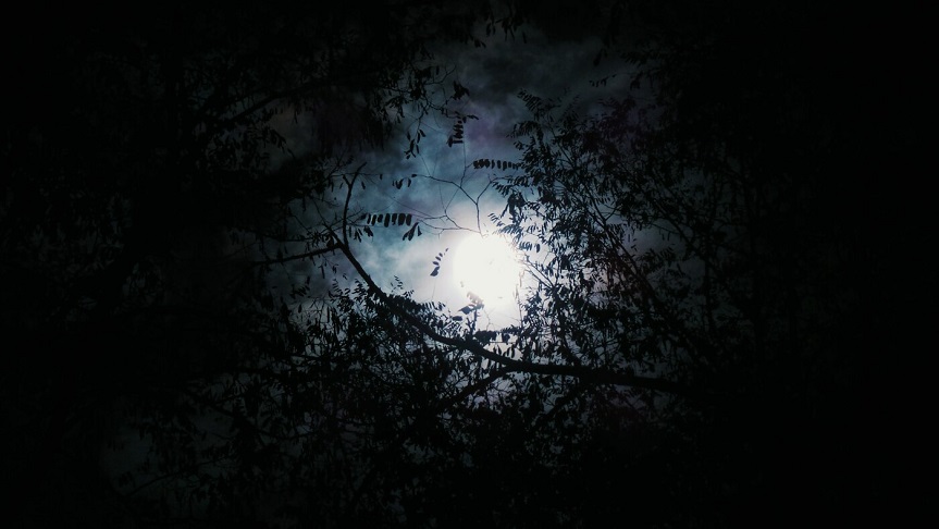 Bright moon at night shining through gap in the tree canopy