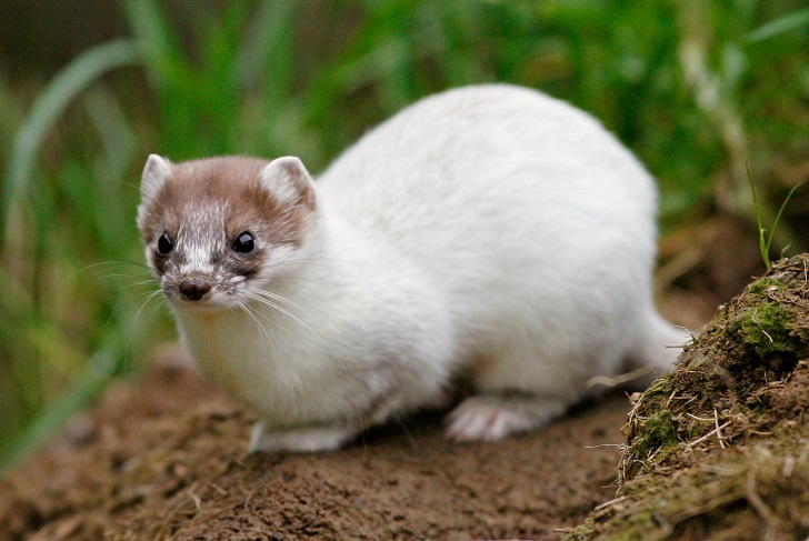 A white stoat