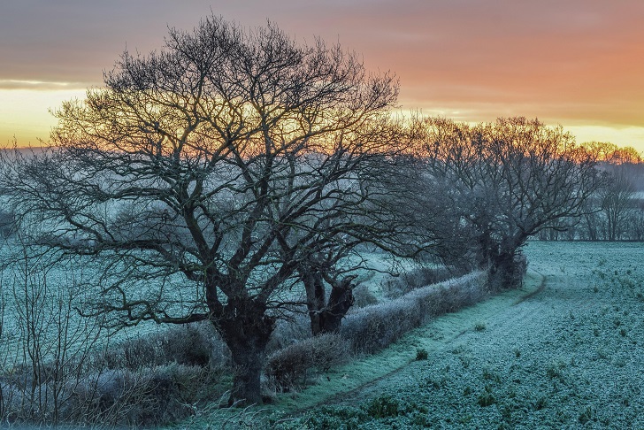 Hedgerows and trees in a frosty landscape