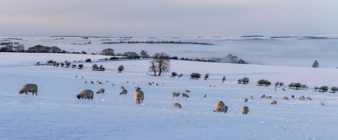 Sheep in a snowy landscape