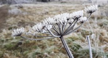 A frosty hogweed plant