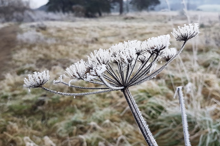 A frosty hogweed plant