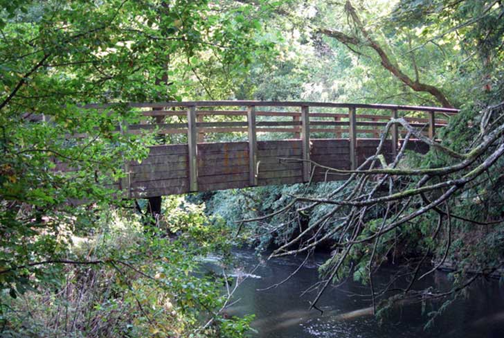 A wooden footbridge spanning a deep stream in a wood