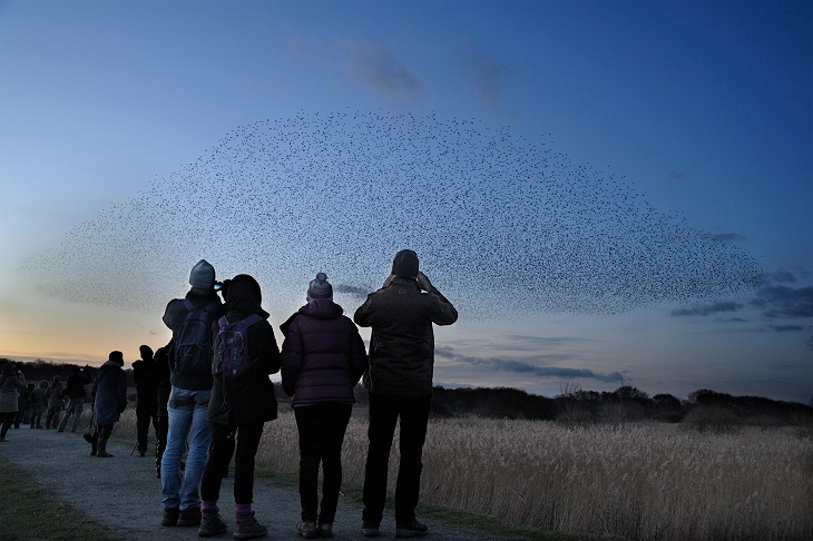 People with their backs to camera watching starlings gather to roost at dusk over reedbeds